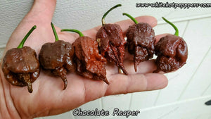 Chocolate Reaper - Pepper Seeds - White Hot Peppers