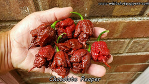 Chocolate Reaper - Pepper Seeds - White Hot Peppers