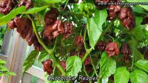 Chocolate Reaper - Pepper Seeds - White Hot Peppers