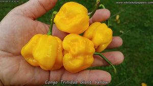 Congo Trinidad Giant Yellow - Pepper Seeds - White Hot Peppers