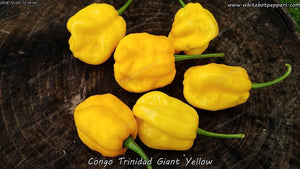 Congo Trinidad Giant Yellow - Pepper Seeds - White Hot Peppers