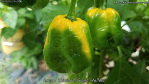 Congo Trinidad Giant Yellow - Pepper Seeds - White Hot Peppers