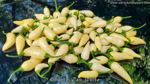 Coyote Zan White - Pepper Seeds - White Hot Peppers