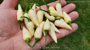 Coyote Zan White - Pepper Seeds - White Hot Peppers