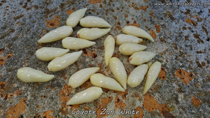 Coyote Zan White - Pepper Seeds - White Hot Peppers