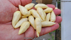 Coyote Zan White - Pepper Seeds - White Hot Peppers