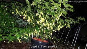 Coyote Zan White - Pepper Seeds - White Hot Peppers