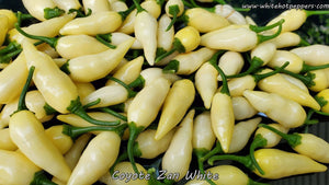 Coyote Zan White - Pepper Seeds - White Hot Peppers