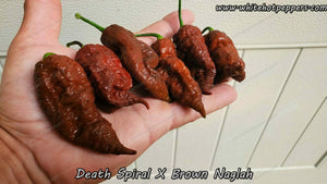 Death Spiral x Brown Naglah - Pepper Seeds - White Hot Peppers