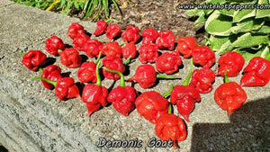 Demonic Goat - Pepper Seeds - White Hot Peppers