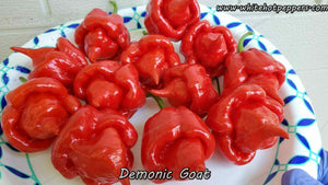 Demonic Goat - Pepper Seeds - White Hot Peppers