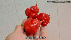 Demonic Goat - Pepper Seeds - White Hot Peppers