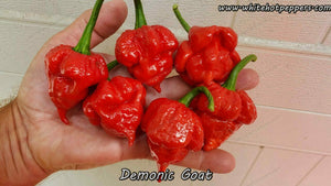 Demonic Goat - Pepper Seeds - White Hot Peppers