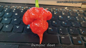 Demonic Goat - Pepper Seeds - White Hot Peppers