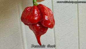 Demonic Goat - Pepper Seeds - White Hot Peppers