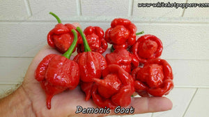 Demonic Goat - Pepper Seeds - White Hot Peppers