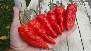 Devil's Brain - Pepper Seeds - White Hot Peppers