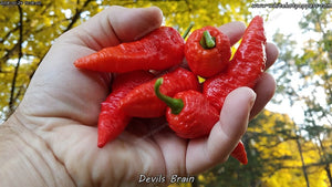 Devil's Brain - Pepper Seeds - White Hot Peppers