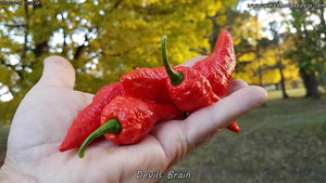 Devil's Brain - Pepper Seeds - White Hot Peppers