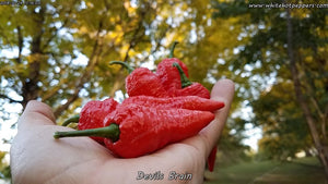 Devil's Brain - Pepper Seeds - White Hot Peppers