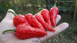 Devil's Brain - Pepper Seeds - White Hot Peppers