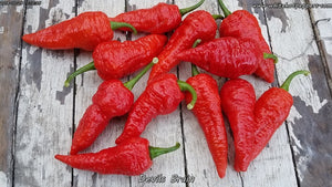 Devil's Brain - Pepper Seeds - White Hot Peppers