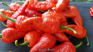 Devil's Brain - Pepper Seeds - White Hot Peppers