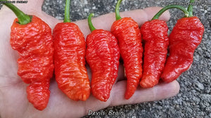 Devil's Brain - Pepper Seeds - White Hot Peppers