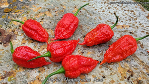 Devil's Nagabrains Red - Pepper Seeds - White Hot Peppers