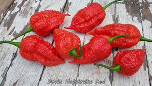 Devil's Nagabrains Red - Pepper Seeds - White Hot Peppers