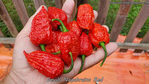 Devil's Nagabrains Red - Pepper Seeds - White Hot Peppers