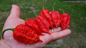 Devil's Nagabrains Red - Pepper Seeds - White Hot Peppers