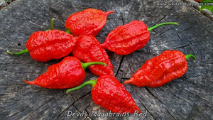 Devil's Nagabrains Red - Pepper Seeds - White Hot Peppers