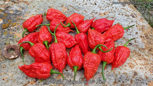 Devil's Nagabrains Red - Pepper Seeds - White Hot Peppers