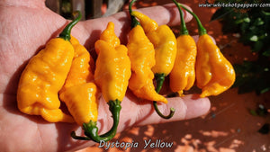 Dystopia Yellow - Pepper Seeds - White Hot Peppers