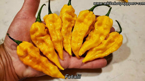 Fatalii - Pepper Seeds - White Hot Peppers