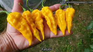 Fatalii - Pepper Seeds - White Hot Peppers