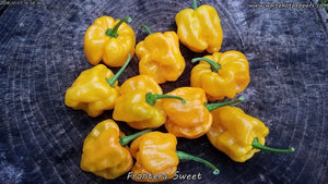 Frontera Sweet - Pepper Seeds - White Hot Peppers