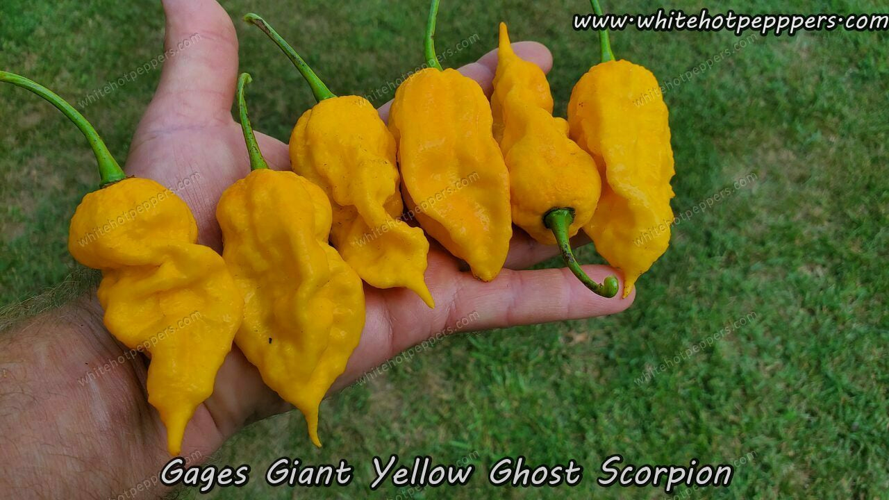 Gage's Giant Ghost Scorpion - Pepper Seeds - White Hot Peppers
