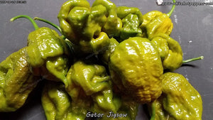 Gator Jigsaw - Pepper Seeds - White Hot Peppers