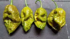 Gator Jigsaw - Pepper Seeds - White Hot Peppers