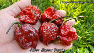 Gator Jigsaw Purple - Pepper Seeds - White Hot Peppers