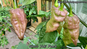 Ghost Yaki Peach - Pepper Seeds - White Hot Peppers