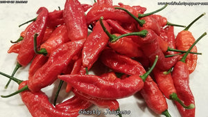 Ghostly Jalapeno - Pepper Seeds - White Hot Peppers