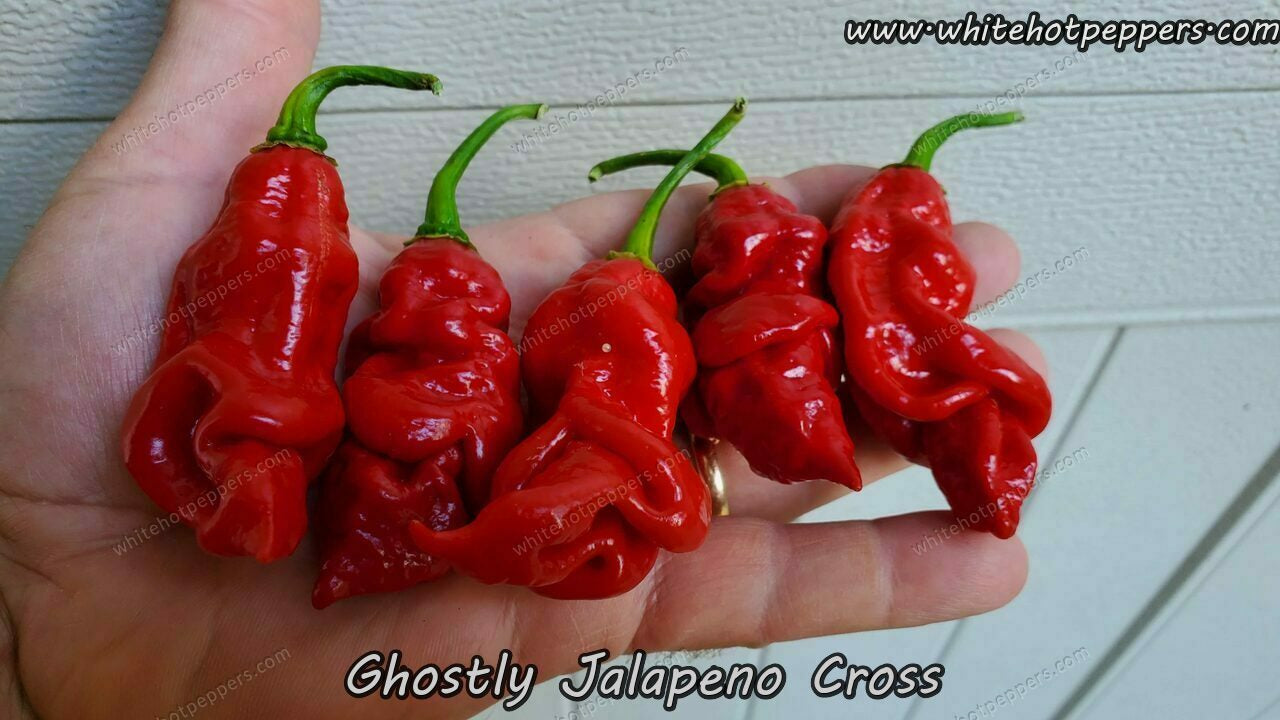 Ghostly Jalapeno Cross - Pepper Seeds - White Hot Peppers