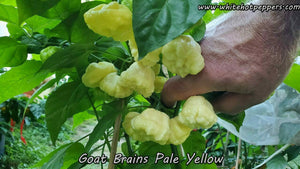 Goat Brains (Pale Yellow) - Pepper Seeds - White Hot Peppers