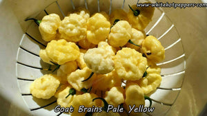 Goat Brains (Pale Yellow) - Pepper Seeds - White Hot Peppers