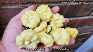 Goat Brains (Pale Yellow) - Pepper Seeds - White Hot Peppers