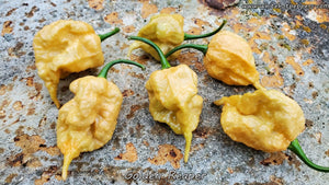 Golden Reaper - Pepper Seeds - White Hot Peppers