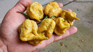 Golden Reaper - Pepper Seeds - White Hot Peppers